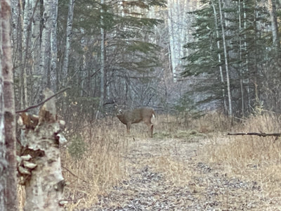 Saskatchewan -  Observations from six days in a deer blind